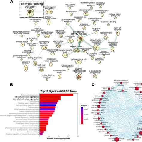 Comparative Genomic Analysis Of Humans And Mimivirus A Functional Download Scientific