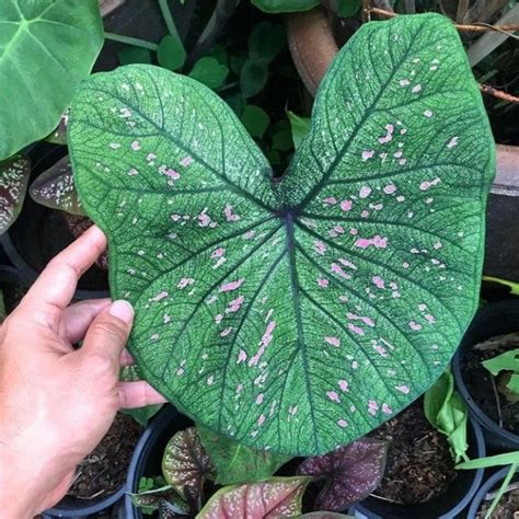 Umbi Caladium Cld Keladi Hias Hybrid Import Thailand Lazada