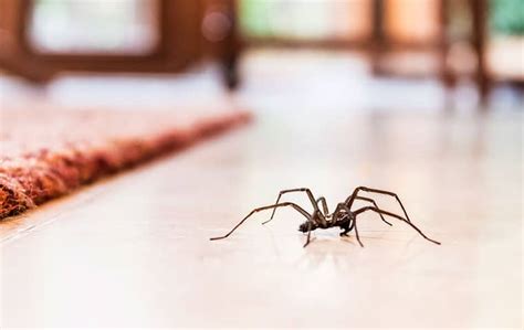 Blog Six Effective Tips To Control House Spiders