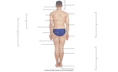 Anatomical Regions Posterior View Diagram Quizlet