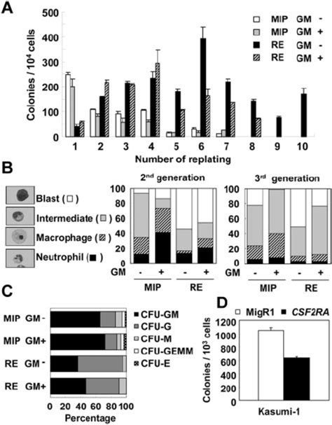 The GM CSF Cytokine Negatively Affects The Self Renewal Of RUNX1 ETO