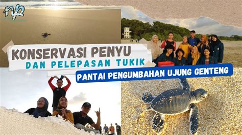 Eduwisata Konservasi Penyu Dan Pelepasan Tukik Di Pantai Pangumbahan