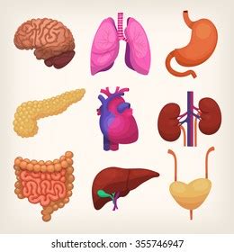 Set Colorful Realistic Human Body Organs Stock Vector Royalty Free