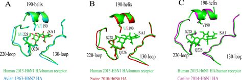 Global Distribution Receptor Binding And Cross Species Transmission