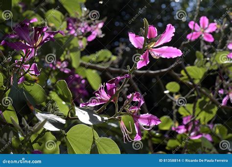 Brazilian Orchid Tree In Bloom Stock Photo Image Of Brazilian Bloom