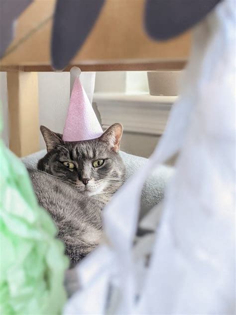 How To Throw A Birthday Party For A Cat 1 By Brittany Goldwyn Live