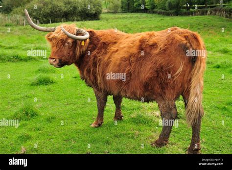 Bovine Eco Green Brown Brownish Brunette Agriculture Farming