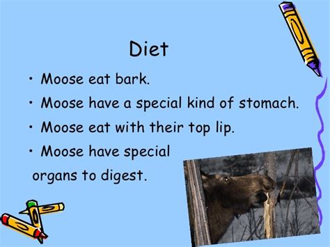 Moose by madison