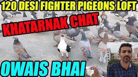 Khatarnak Chat K Desi Fighter Pigeons Loft Owais Bhai Nazimabad