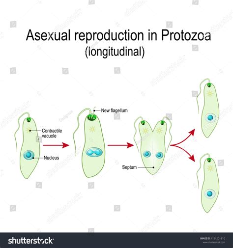 Fission Asexual Reproduction Protozoa Longitudinal Division Stock Vector Royalty Free 1151201810