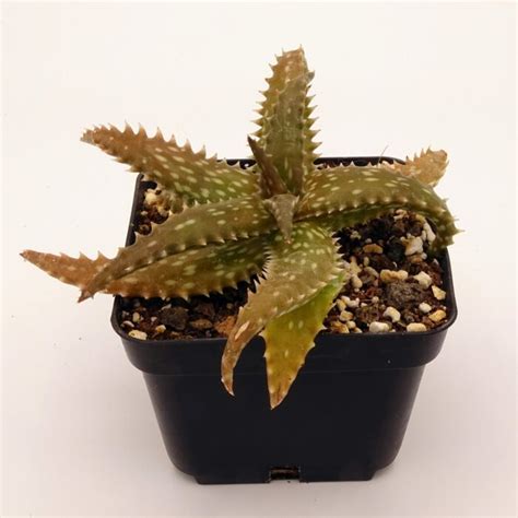 Aloe Dorothea X Juvenna Cactus Prod