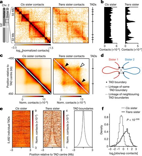 Tad Topologies In Replicated Chromosomes A Cis Sister And Trans Sister