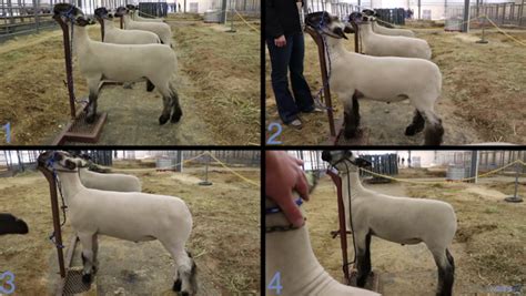 Livestock Judging Classes