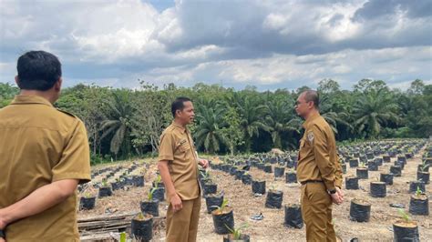 Disbun Kaltim Siapkan Ribu Benih Unggul Untuk Tingkatkan