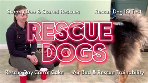 Are Rescue Dogs Smart Why Is My Rescue Dog Scared And Dog Carrot Cake