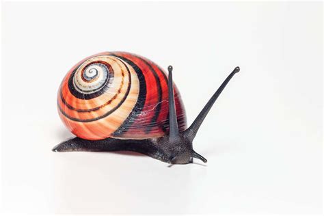 See The Diverse Beauty Of Colourful Land Snails Around The World New