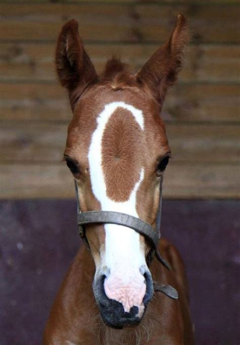 30 best Unique Horse Colors and Markings images on Pinterest | Beautiful horses, Pretty horses ...