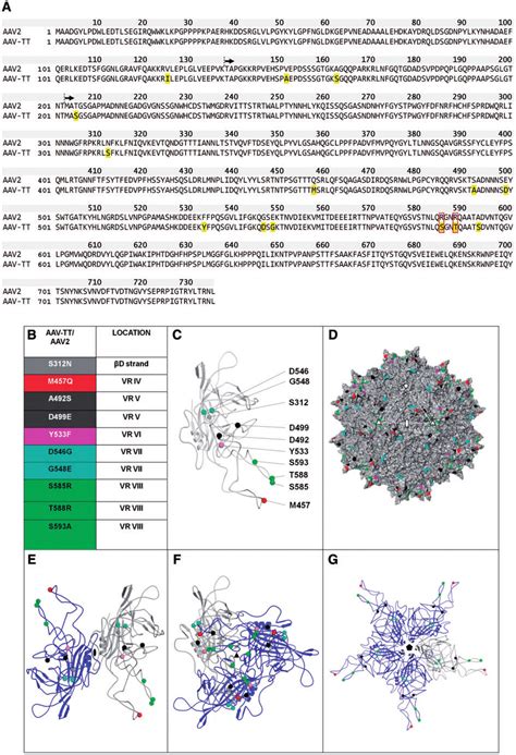 Aav Tt Capsid Sequence And D Model A Protein Alignment Of Aav Tt