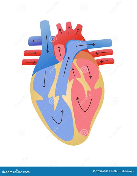 Cardiovascular System Pathway of Blood Flow in the Heart White Isolated ...