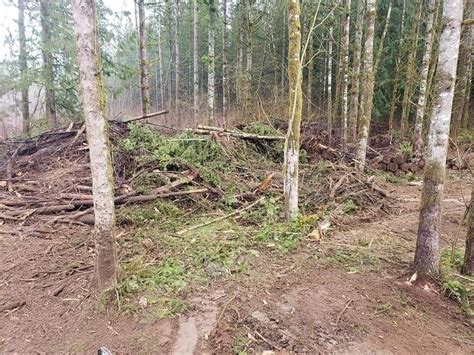 Karczowanie zarośli wycinka samosiejek oczyszczanie terenu mulczer