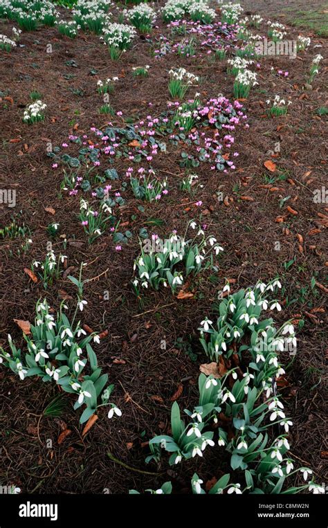 Cyclamen Coum With Galanthus Winter February Snowdrops Cyclamens White