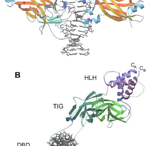 Crystal Structure Of Ebf Bound To Dna A Structure Model Of A Dimer