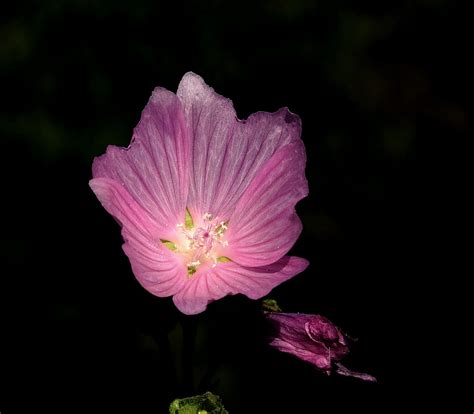 Flor Rosado Figura El Foto Gratis En Pixabay Pixabay