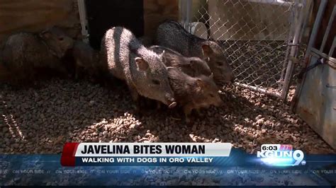 Javelina Bites Woman Azgfd Issues Warning