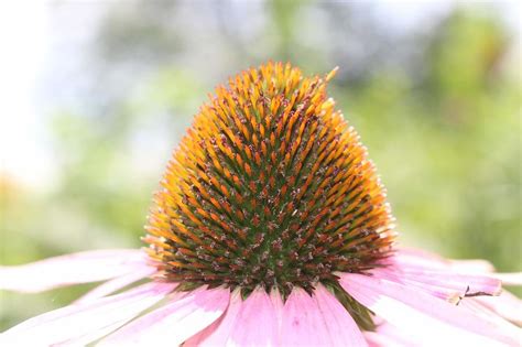 Purple Coneflower Edible Freakpoliz