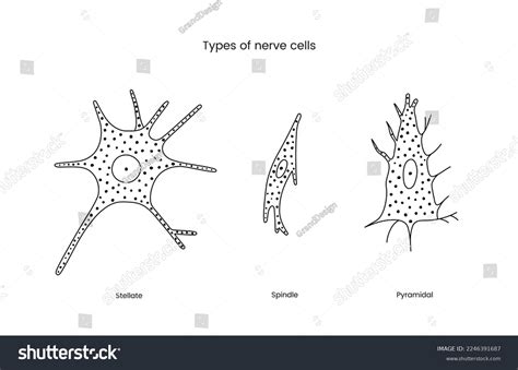 Types Nerve Cells Set Line Icons Stock Vector (Royalty Free) 2246391687 ...