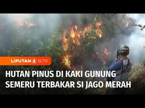 Hutan Pinus Di Kaki Gunung Semeru Terbakar Angin Kencang Buat Api