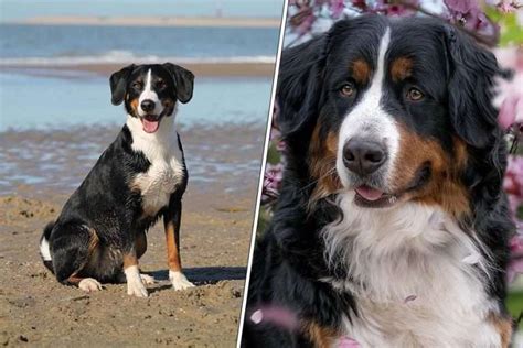 Berner Sennenhund Oder Appenzeller Hunderassen Im Vergleich