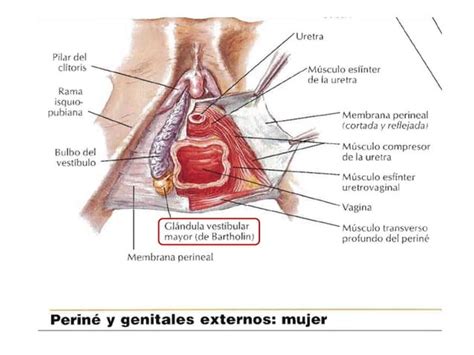 Vagina Y Vulva Ppt