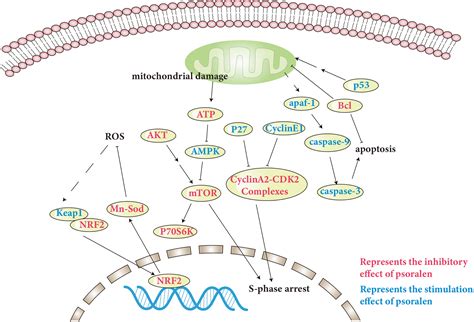 Frontiers A Review Of The Pharmacological Properties Of Psoralen