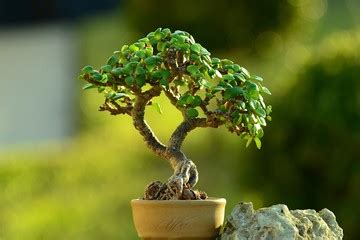 C Mo Cultivar Y Hacer Crecer R Pido Un Rbol De Jade