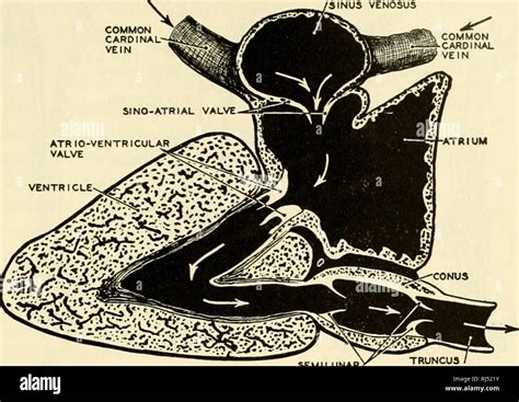 Fish Heart Anatomy