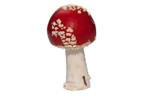 1,000+ Free Red Mushroom & Mushroom Photos