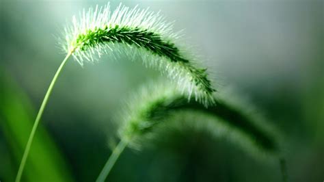 Wallpaper Sunlight Nature Plants Field Green Spikelets Dandelion Dew Fresh Leaf