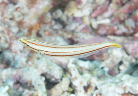 Pastel Ring Wrasse Hologymnosus Doliatus Bali Wildlife