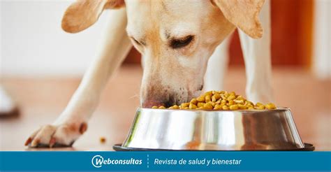 Los Cachorros Pueden Comer Ablandador De Carne