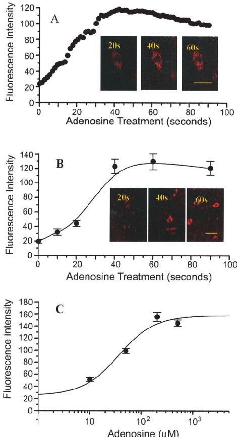 Effect Of Adenosine On The Intracellular Calcium Of Bf Neurons A