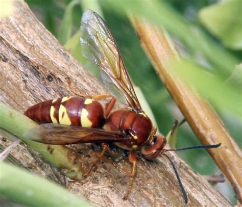 Cicada Killer Wasp Trap