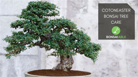 Cotoneaster Bonsai Tree Care Everything You Need To Know