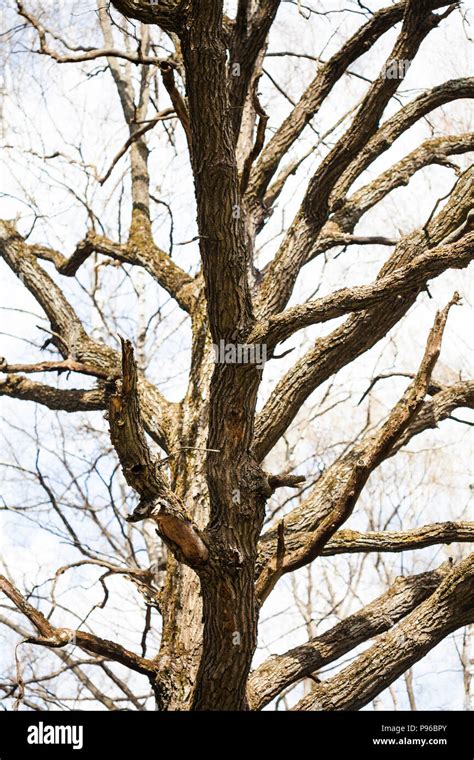 Oak Tree Without Leaves High Resolution Stock Photography And Images