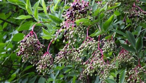 How To Propagate Elderberry: 6 Easy Methods (Full Guide)