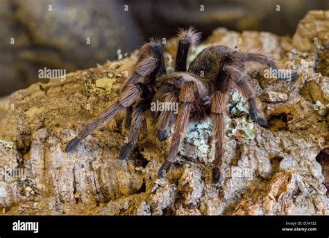 Western desert tarantula hi-res stock photography and images - Alamy