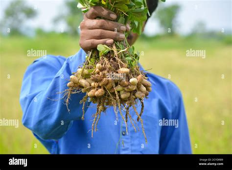 Peanut Harvesting Hi Res Stock Photography And Images Alamy