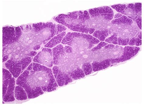 Thymus Histology