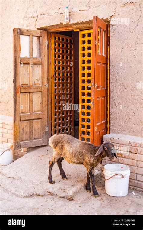 Sheep In The Old Town Khiva Uzbekistan Khiva Uzbekistan Asia Stock