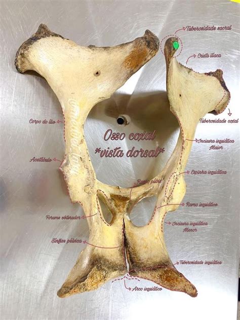 Osso coxal med vet Medicina veterinária Anatomia dos ossos Osso coxal